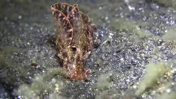 日本鬣蜥鳃亚纲视频的预览图
