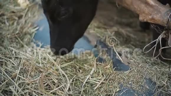 奶牛在农场吃干草视频的预览图