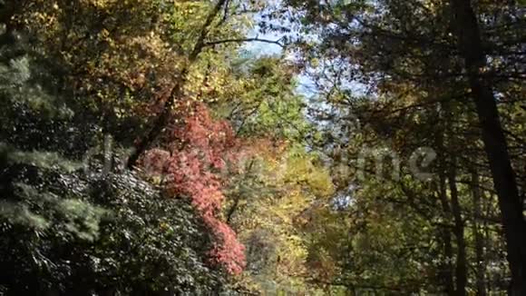 落叶的落叶树视频的预览图