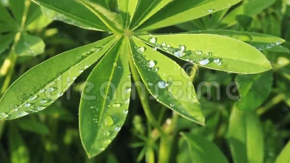 在阳光下雨后卢平绿的叶子被雨滴的露水紧紧地贴在上面大自然夏季背景视频的预览图