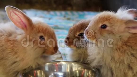 可爱的毛茸茸的兔子在郡集市上用银碗吃饭视频的预览图