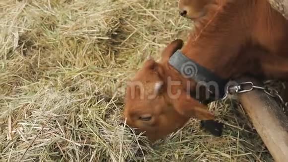 奶牛在农场吃干草视频的预览图