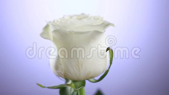白色玫瑰花旋转特写背景爱的象征情人节卡片设计视频的预览图
