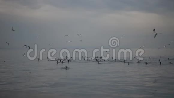 灰色平静的水面日落和海鸟飞翔视频的预览图