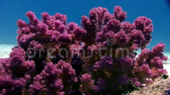 水下放松视频紫紫珊瑚在纯透明的红海视频的预览图