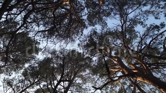 在黄金时间的日落中用松树和晴朗的蓝天从地面旋转摄像机移动视频的预览图