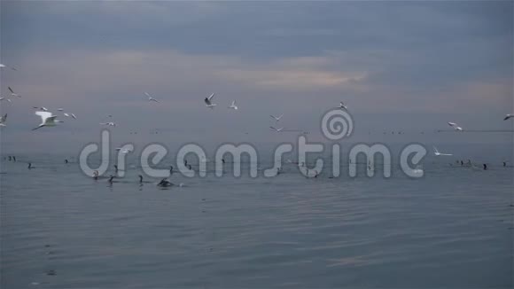 灰色平静的水面日落和海鸟飞翔视频的预览图