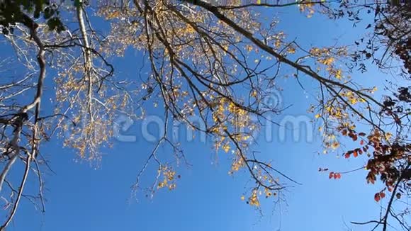 秋天有黄叶和蓝天的冠视频的预览图