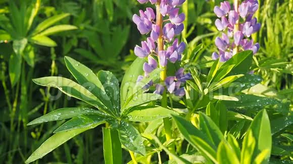 特写清新生动的绿色羽扇豆叶雨后带着一滴露水和紫色的花在太阳上大自然视频的预览图