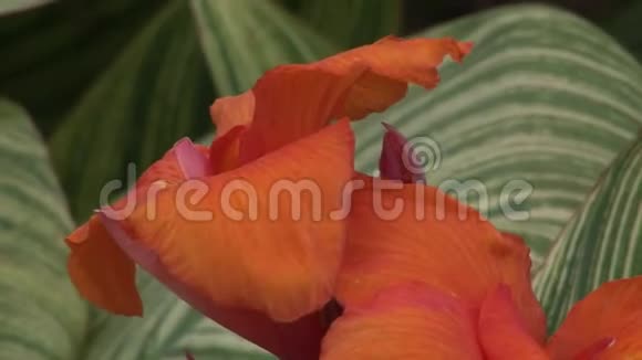 加拉帕戈斯群岛自然公园森林的红花植物视频的预览图