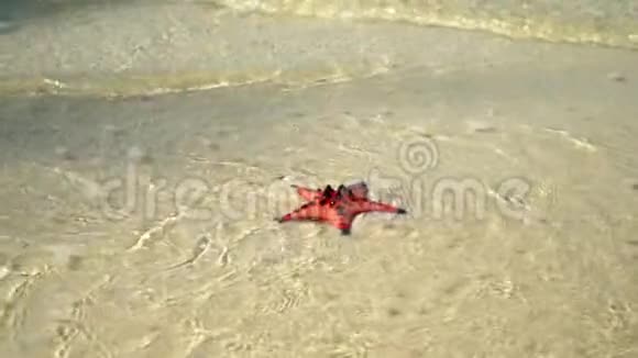 大红海星躺在白沙上的海洋上孤独的海星被海浪冲走了如果红色视频的预览图