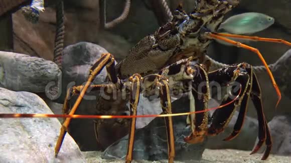 海洋生物甲壳动物视频的预览图