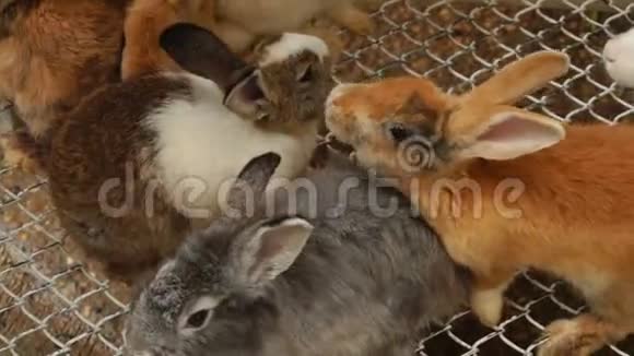 慢动作绒毛兔在笼子里活动视频的预览图