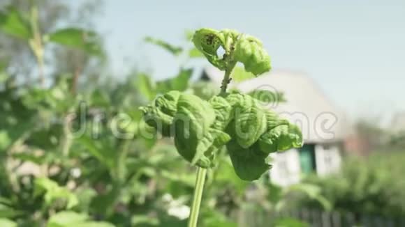 卡利纳有害昆虫蚜虫的叶片受损视频的预览图