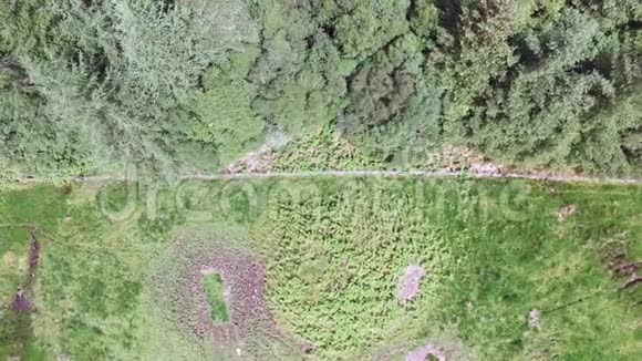 阿尔盖尔的一片森林有栅栏视频的预览图