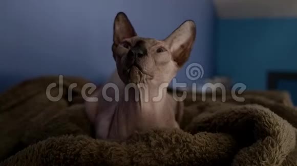斯芬克斯猫躺在房间里舔他的毯子视频的预览图