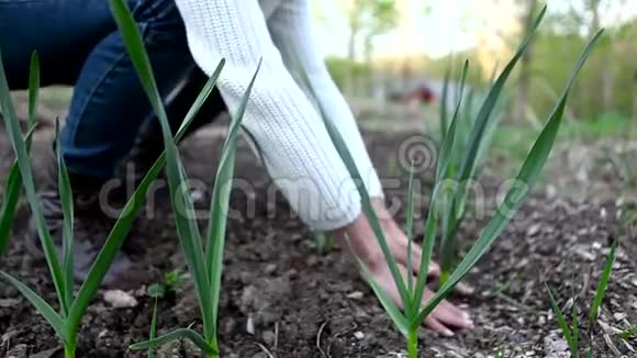 女人照顾她的大蒜植物视频的预览图