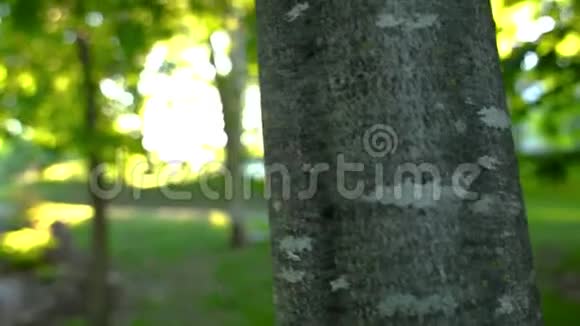 从公园的树木中看到太阳耀斑和视频的预览图