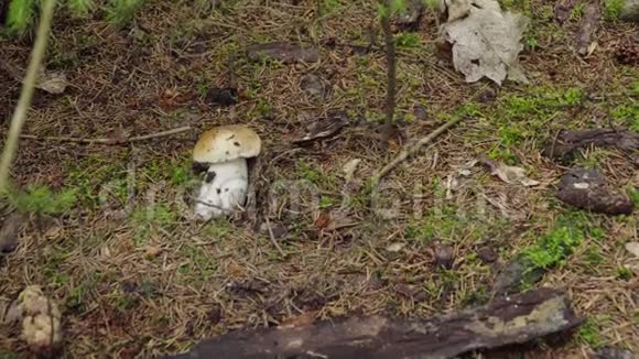 秋天在森林里采蘑菇女人用刀切蘑菇牛肝菌视频的预览图
