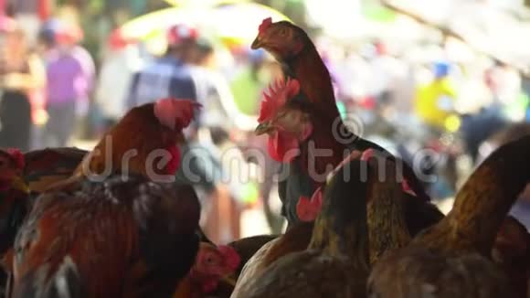 鸡在新鲜产品的商店等待买家店的生鲜产品越南市场的鸡视频的预览图