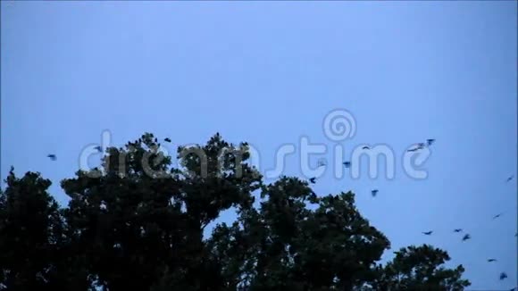 树上的乌鸦群视频的预览图