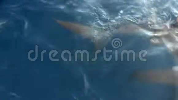 瑞维利盖多群岛圣贝代提托岛浅水中的银鲨隼鸟学校视频的预览图