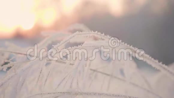 日落时冬天公园的雪枝特写视频的预览图