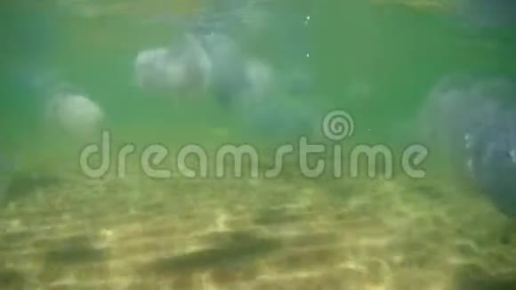 漂浮在黑海水下的水母视频的预览图