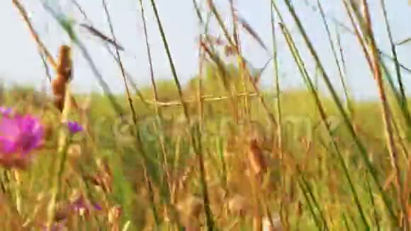 紫罗兰野花在风中瑟瑟发抖视频的预览图