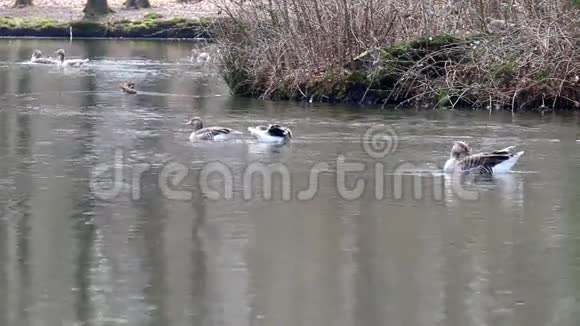 荷兰池塘中的灰鹅和鸳鸯视频的预览图