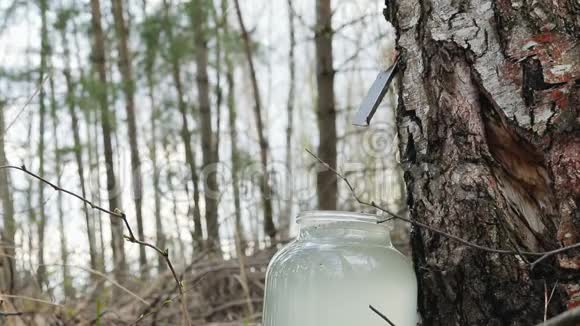 在森林里收集白桦果汁饮料滴进玻璃罐里视频的预览图