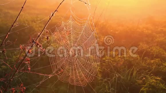 黎明时分有薄雾的蜘蛛网美丽的波克视频的预览图