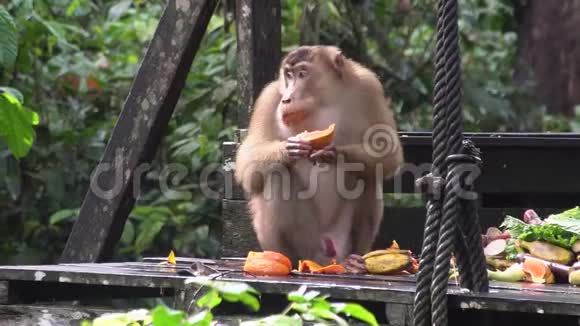 长尾猕猴食果台视频的预览图
