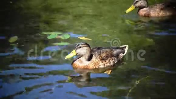 野鸭一家在浮木上吃鸭嘴兽在阳光明媚的日子里关门视频的预览图