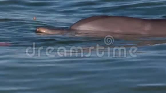 一种缓慢运动的海豚射击视频的预览图