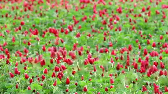美丽的深红色三叶草花视频的预览图