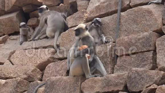 兰古尔猴子住在人附近视频的预览图