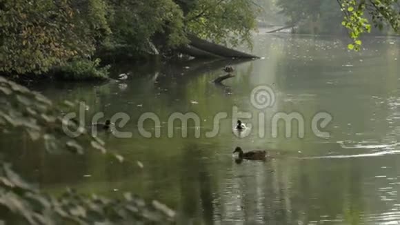 在森林里的河上的鸭子视频的预览图
