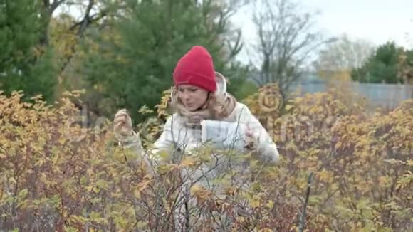 秋天在寒冷的天气里从森林里的灌木丛中摘浆果的年轻女子视频的预览图