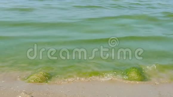 生态问题海洋蓝藻沙滩不适合游泳海浪的慢运动视频的预览图