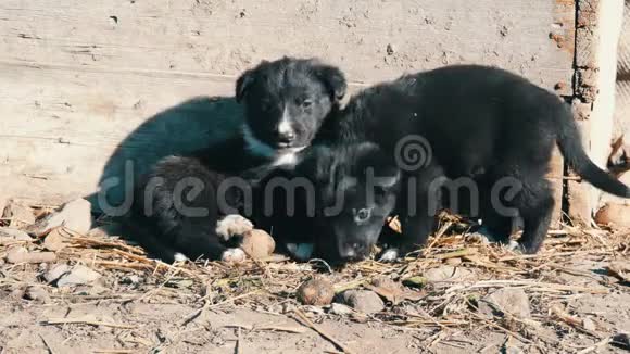 两只可爱的黑白两色小狗正躺在阳光下互相玩耍视频的预览图