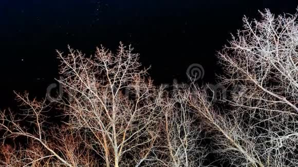 夜空上的白树视频的预览图