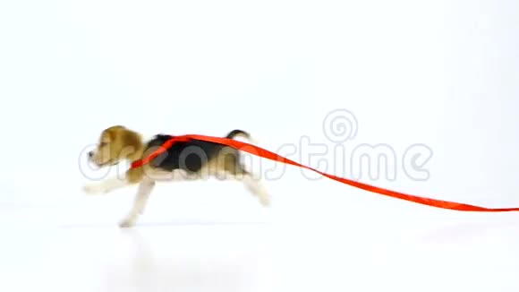 带红色丝带的小猎犬小狗慢动作视频的预览图