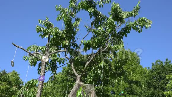 啄木鸟啄着樱桃树上的浆果挂着CD盘4K视频的预览图