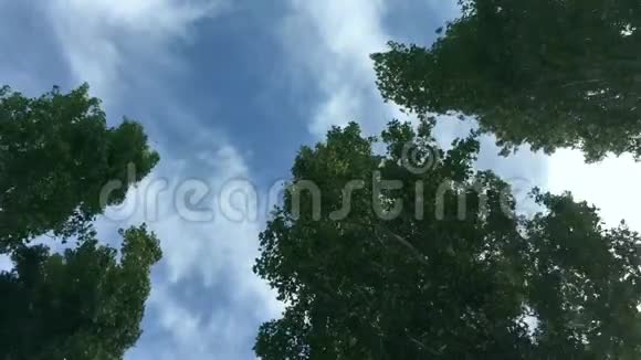树木和天空从地面升起视频的预览图