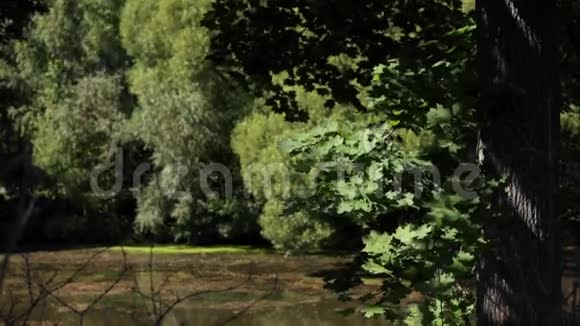 绿色植物上美丽的影子视频的预览图