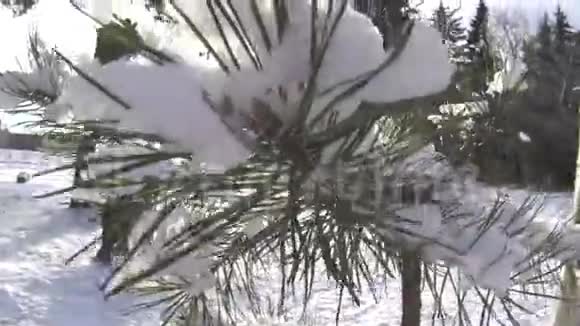 阳光透过白雪皑皑的树枝向上倾斜宽射慢动作视频的预览图