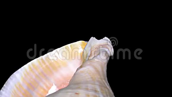 黑色背景下孤立的贝壳橙色和白色贝壳视频的预览图