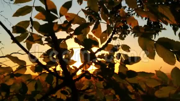在日落背景下树在森林中的树枝上留下特写太阳的光芒穿过视频的预览图
