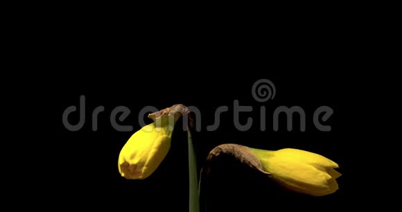 两朵黄色水仙花盛开的时间视频的预览图